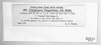 Calyptospora columnaris image